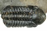 Detailed Reedops Trilobite - Atchana, Morocco #322279-2